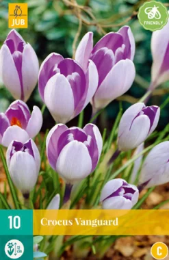 10 crocus vanguard