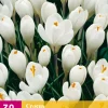 30 crocus wit