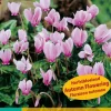 2 cyclamen hederifolium