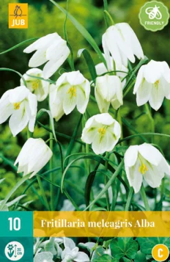 10 fritillaria meleagris alba