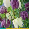 15 fritillaria meleagris mix
