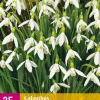 25 galanthus elwesii