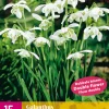 15 galanthus flore pleno