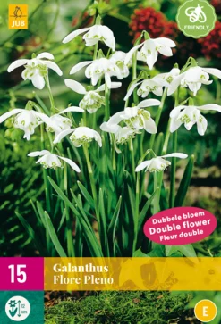 15 galanthus flore pleno