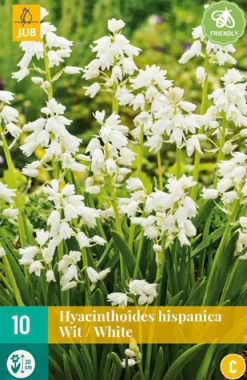 10 hyacinthoides hisp. wit