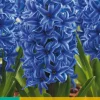 5 hyacinthus blue jacket