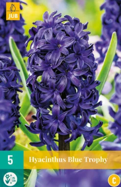 5 hyacinthus blue trophy