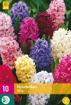 10 hyacinthus mix