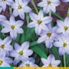 20 ipheion un. wisley blue