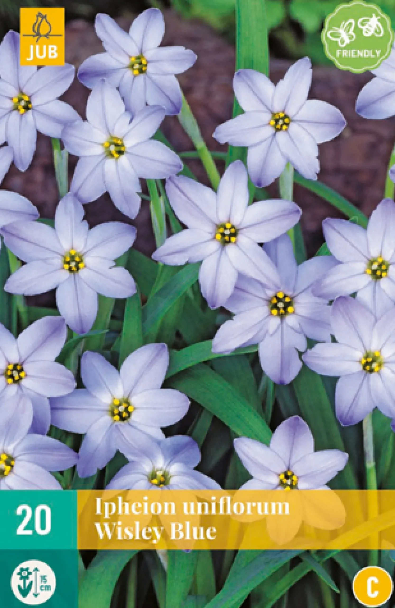 20 ipheion un. wisley blue