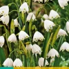 10 leucojum aestivum