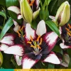 2 lilium aziatisch zwart-wit