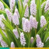 3 muscari pink sunrise