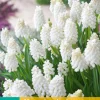 15 muscari white magic