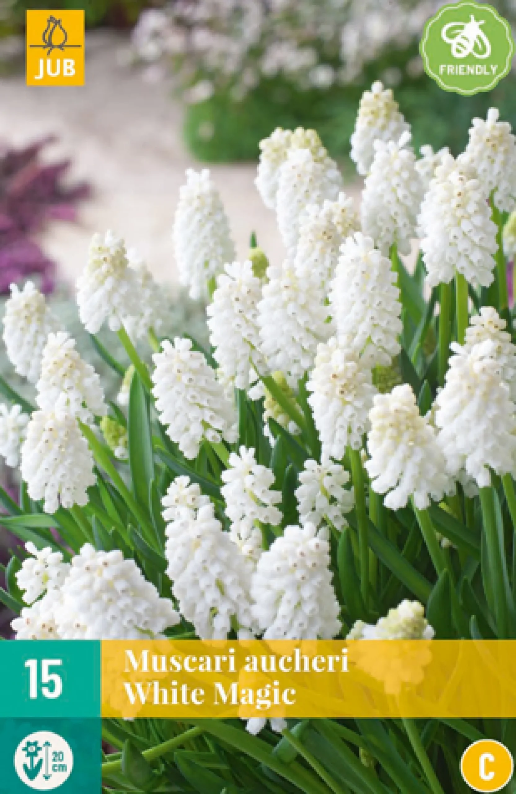 15 muscari white magic