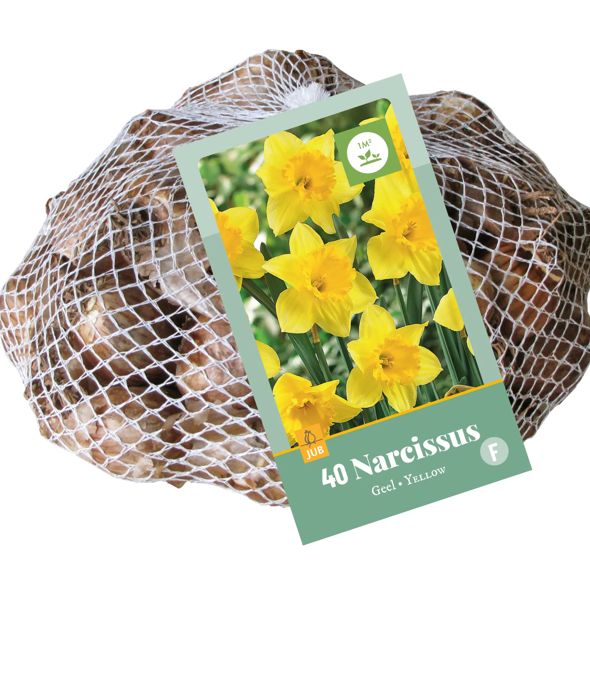 40 narcissus geel