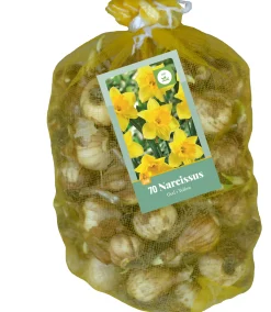 70 narcissus geel