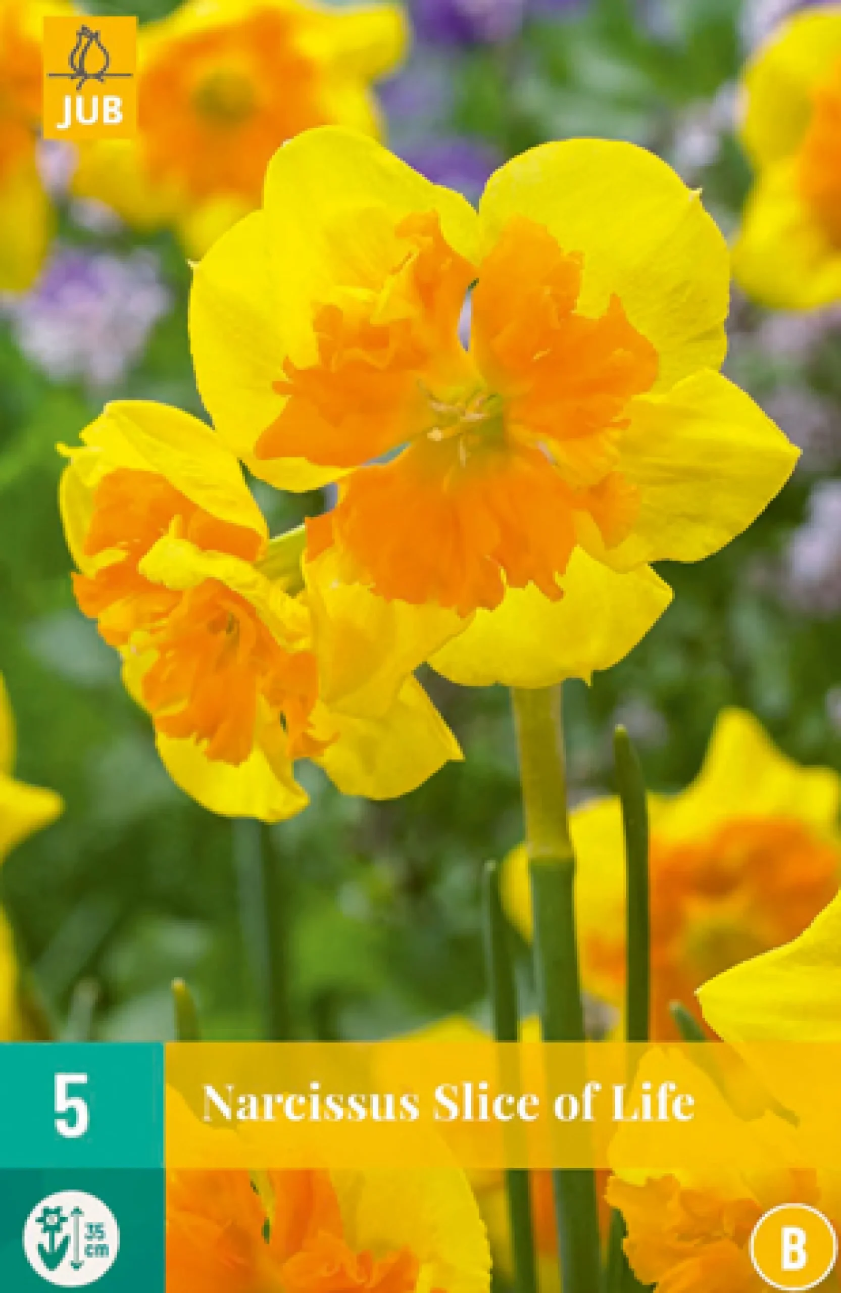 5 narcissus slice of life