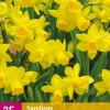25 narcissus tête-à-tête