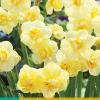 5 narcissus yellow cheerfulness