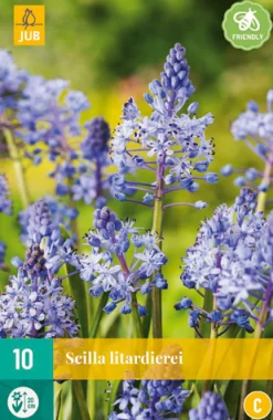 10 scilla litardierei