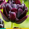 5 tulipa black hero