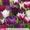 12 tulipa blueberry mix