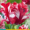 7 tulipa estella rijnveld