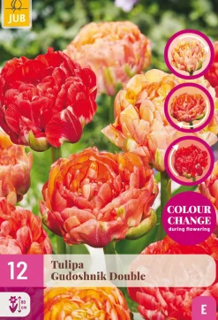 12 tulipa gudushnik double