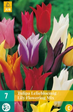7 tulipa leliebloemig mix
