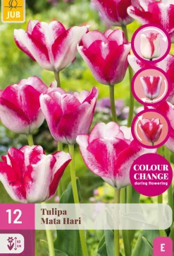 12 tulipa mata hari