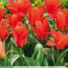 7 tulipa oriental beauty