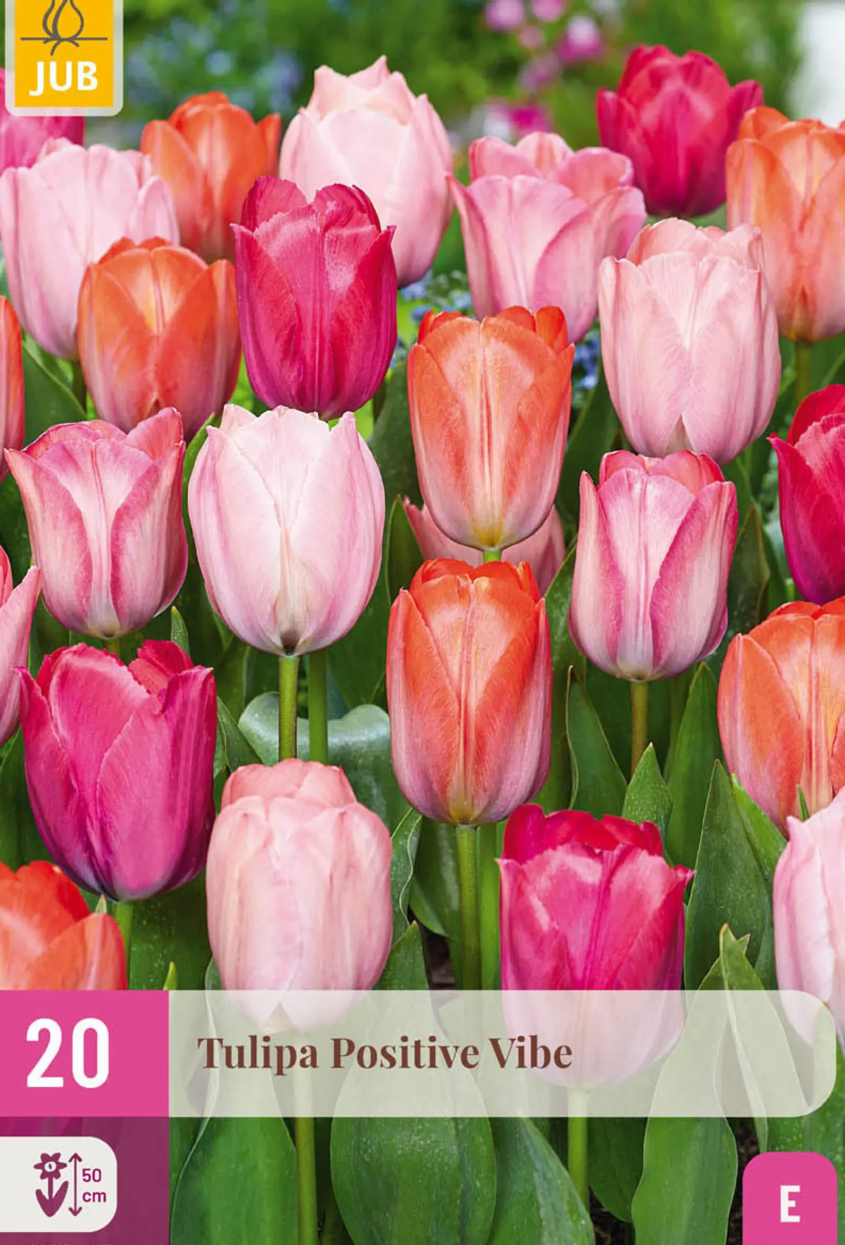 20 tulipa positive vibe