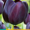 7 tulipa queen of night