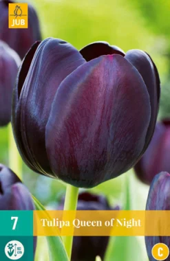 7 tulipa queen of night