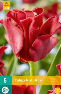5 tulipa red dress