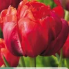 5 tulipa red princess