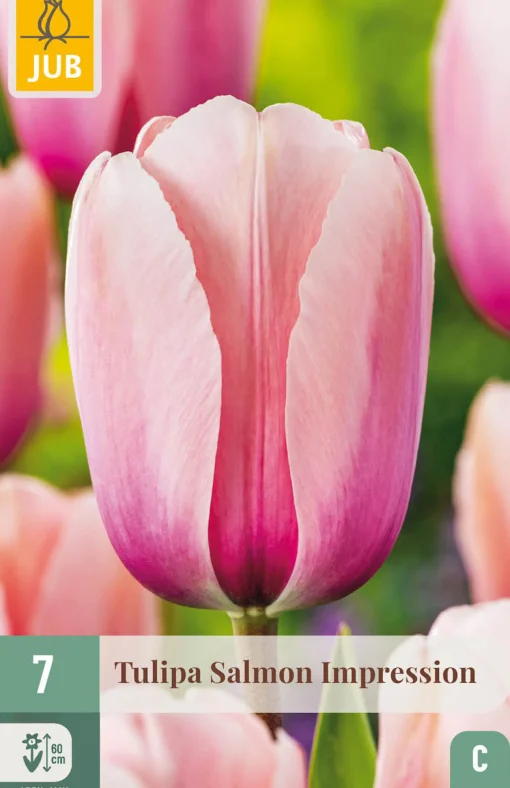 7 tulipa salmon impression - Jaarrond Huis