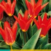 7 tulipa scarlet baby