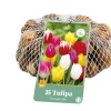 35 tulipa triumph mix
