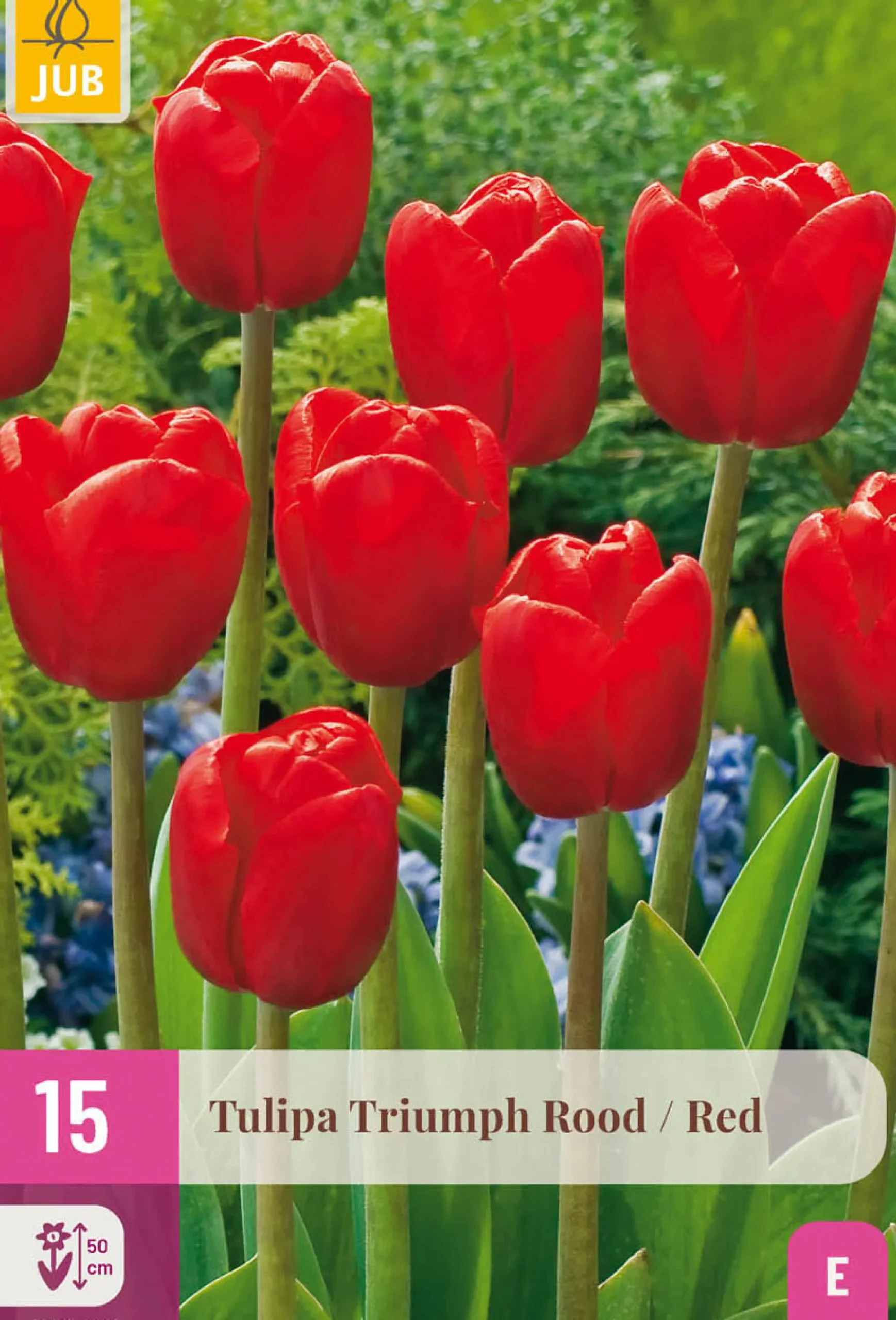 15 tulipa triumph rood
