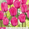15 tulipa triumph roze