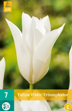 7 tulipa white triumphator