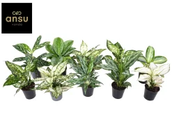 Aglaonema Groen - Wit mix