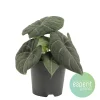 Alocasia Grey Dragon