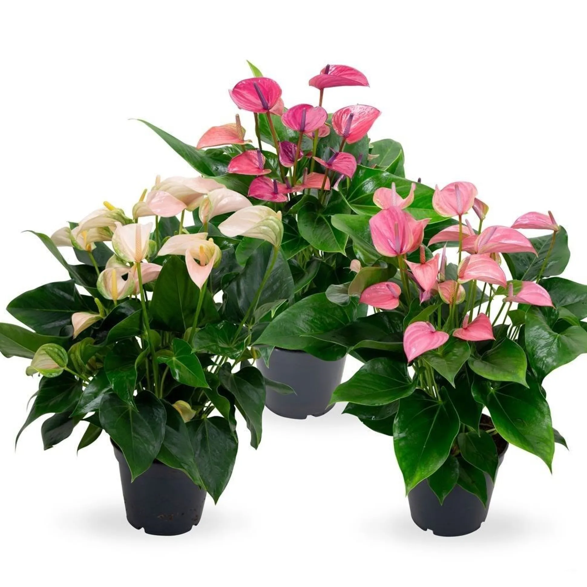 Anthurium 3 color mix