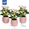 Anthurium in sierpot met waterbuffer