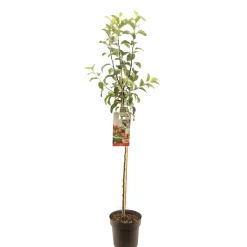 Appelboom malus domestica gloster halfstam