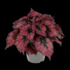 Begonia Kohala Red