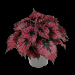 Begonia Kohala Red